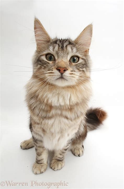 Silver tabby fluffy cat photo WP42939