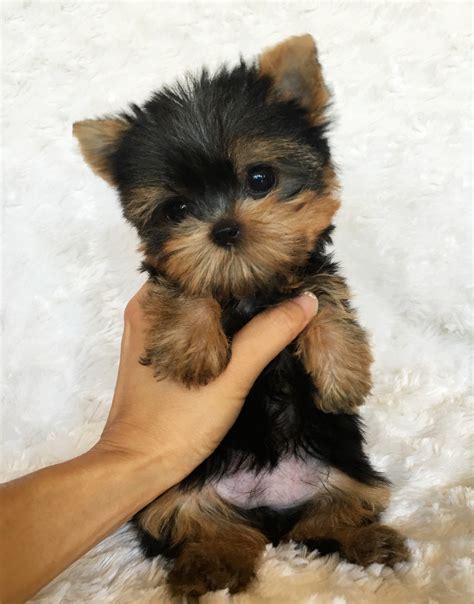 Micro Yorkie Tiny! - iHeartTeacups