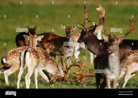 Two Male Fallow Deer Lock Antlers In Dublins Phoenix Park As Rutting