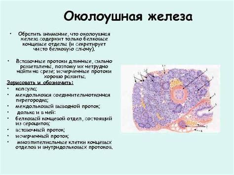 Слюнные железы ОКОЛОУШНАЯ СЛЮННАЯ ЖЕЛЕЗА ОКОЛОУШНАЯ