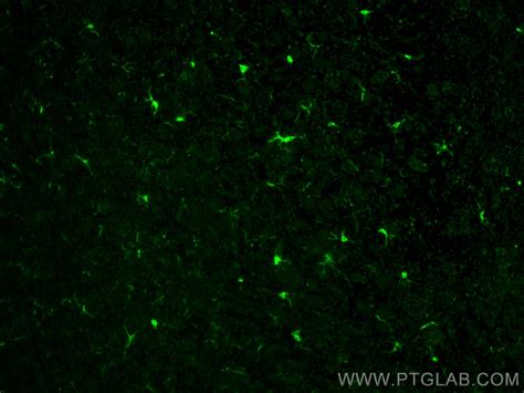 iba antibody   ap proteintech