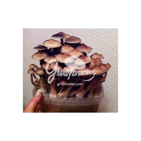 Kit De Cultivo De Setas Psilocybe Cubensis Amazonian Supra Growkit