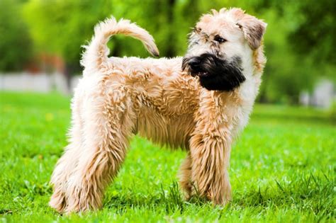fluffy dog breeds fantasticly furry  footers