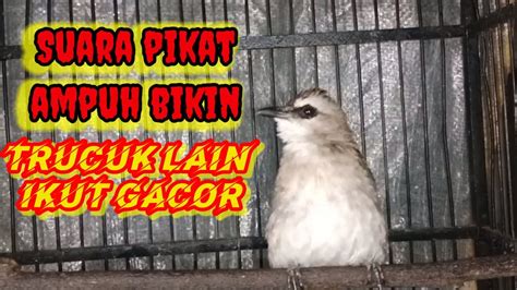 Suara Pikat Trucukan Gacor Yang Sangat Ampuh Buat Trucuk Lain Gacor