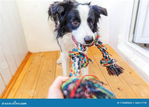 Funny Portrait Of Cute Smilling Puppy Dog Border Collie Holding