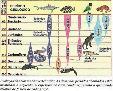 Peixes Evolu O