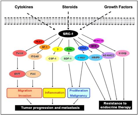 The Function Of Steroid Receptor Coactivator 1 In Normal Tissues And Cancer