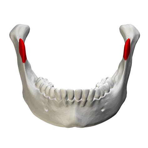 Coronoid Process Of Mandible