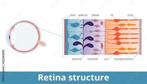 Retina structure. Retina cell organization including rods and cones ...