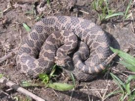 Eastern Massasauga Rattlesnake - Michigan Natural Features Inventory