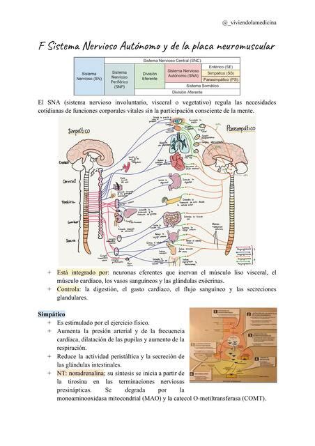 Farmacolog A Del Sistema Nervioso Aut Nomo Y De La Placa Neuromuscular