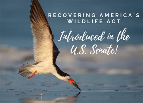 Recovering Americas Wildlife Act Introduced In The U S Senate