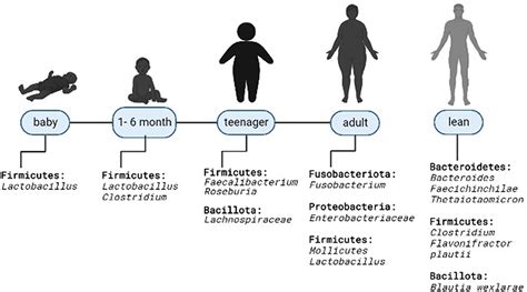 Gut Microbiota And Obesity