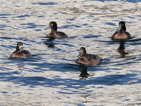 Female Tufted Duck Aythya Fuligula With Brown Plumage And Yellow Eyes