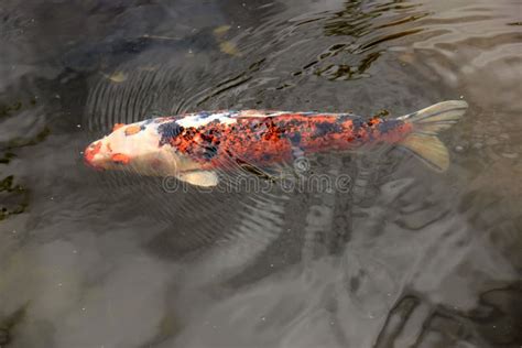 Big Koi Carp Stock Image Image Of Animal Oriental Aquarium 97668875