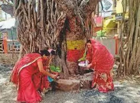 Married Women Will Worship The Banyan Tree By Fasting For The Long Life