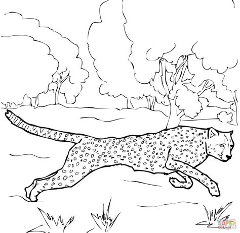 Realistic Cheetah Coloring Pages at GetColorings.com | Free printable colorings pages to print ...