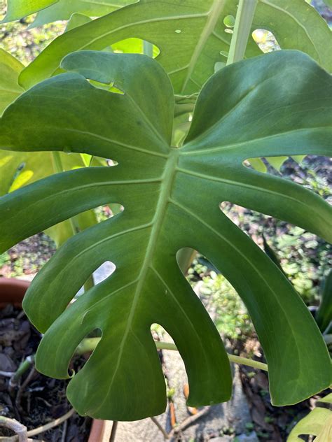 Monstera leaves yellowing and dying off at base of plant. Any help is