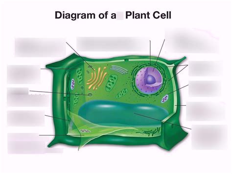 Plant Cell With Organelles Diagram Quizlet