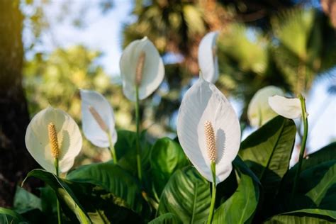 Cuatro Plantas Con Flores De Fácil Mantenimiento Que No Pueden Faltar En Tu Jardín Mdz Online