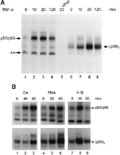 Tnf α Il 1 β Pma Or Oa Induce Release Of Nf κ B P50 P65 And