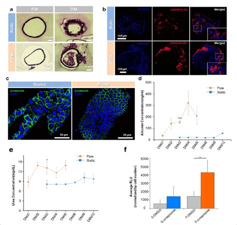 Functional Characterization Of Differentiated Hepatocyte Like Cells