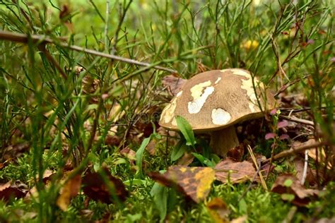 Porcini Cep White Mushroom King Boletus Pinophilus Mycelium Grow In