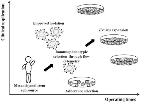 The Relationship Of Human Mesenchymal Stem Cell HMSC Separation