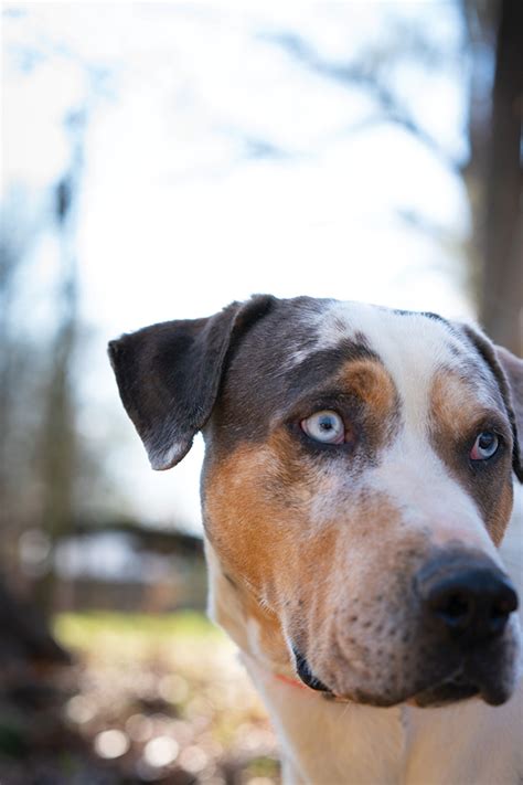 Louisiana Catahoula Cur Dog Bayoulife