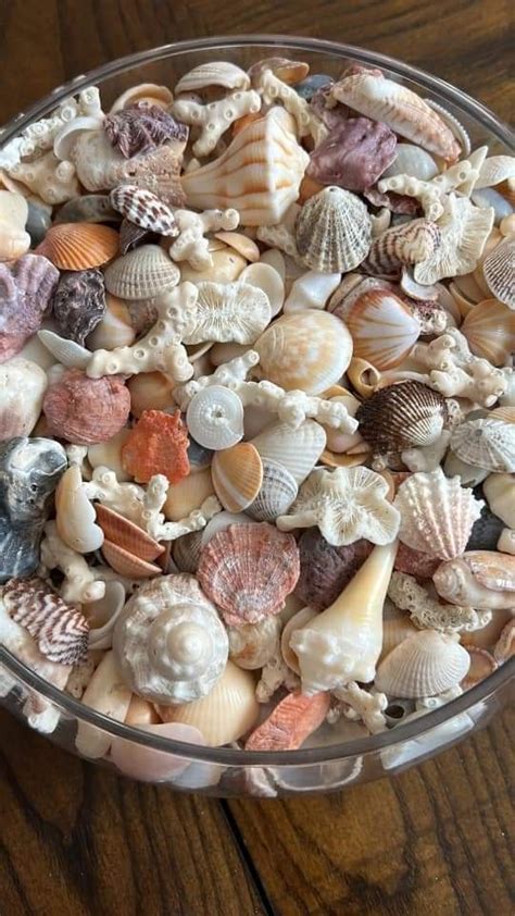 Pin By Sandi Williams On Shells Sand Beach Finds Sea Shells