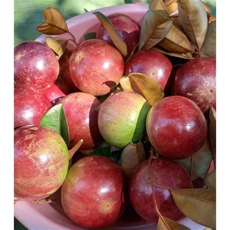 Anak Pokok Red Star Applebuah Susu Merah Shopee Malaysia