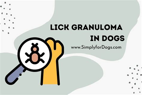 Lick Granuloma In Dogs Effects And Treatment Simply For Dogs