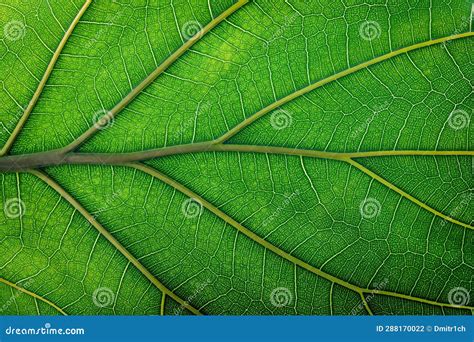 Texture Fresh Leaf Closeup Macro Shot Of Eco Greenery Stock Photo