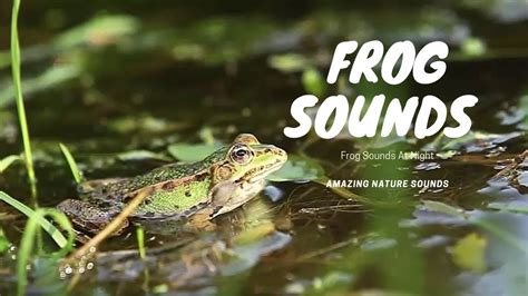 Frog Sounds At Night Frog Sound Frog Youtube