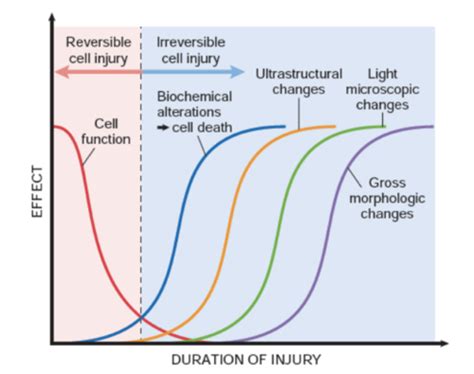 MPP Lecture 1 Altered Cell And Tissue Function Flashcards Quizlet