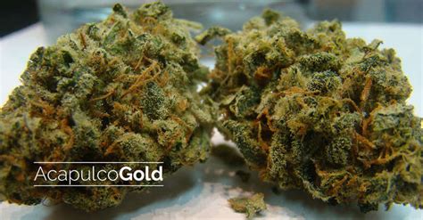 Acapulco Gold Strain Information | Cannafo | Marijuana | Cannabis | Cannafo.com