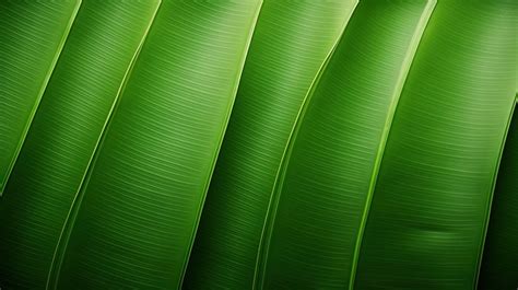 Macros Macro Close Up Of A Banana Leaf Texture Backgrounds Free