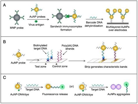 Applications Of Gold Nanoparticles In Virus Detection