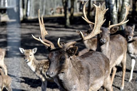 Aplinkosaugininkai pradeda akciją Medžioklė stiprins tauriųjų elnių