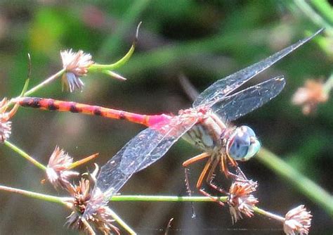 Blue Faced Meadowhawk Sympetrum Ambiguum Bugguide Net