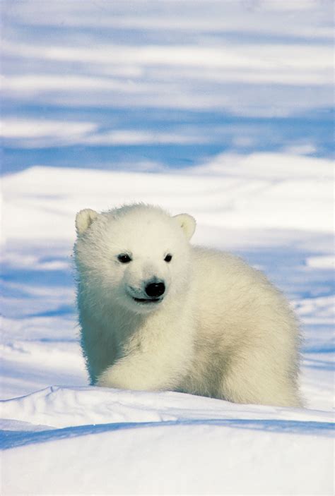 Cutest Polar Bears | Cute polar bear, Baby polar bears, Polar bear