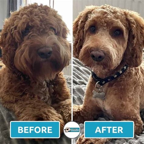 Short Cockapoo Haircut Styles: 17 Before and After Photos!