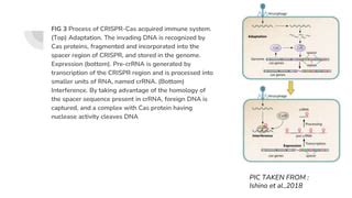 HISTORY OF CRISPR CAS-MAJOR INVENTIONS AND IT’S APPLICATION.pptx