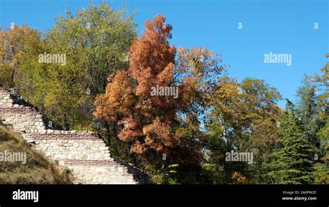 Colorful magical leaves painted with autumn magic Stock Photo - Alamy