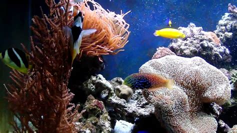 500 Ltr Zoutwateraquarium Reeftank YouTube