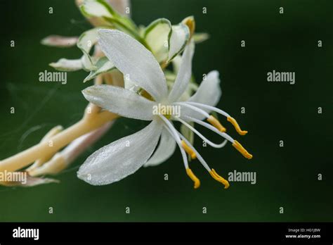 A Macro Photograph Of A Tiny Spider Plant Flower Stock Photo Alamy