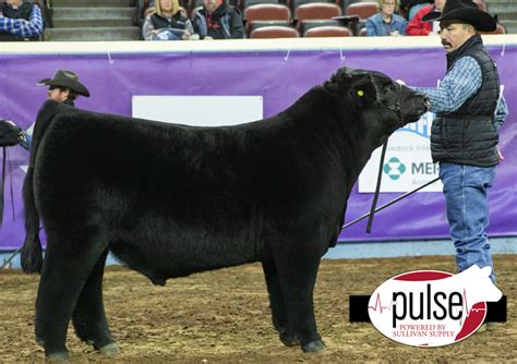 Cattlemens Congress Maine Anjou Bulls The Pulse