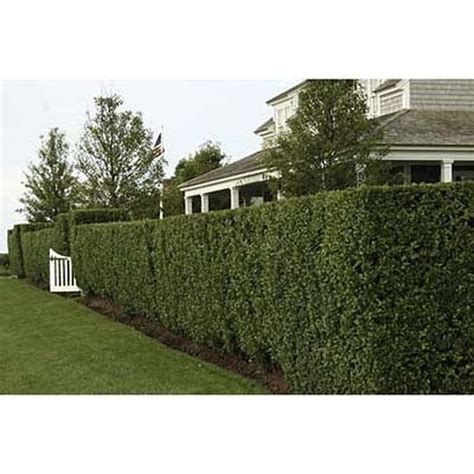 California Privet Hedge Privacy Landscaping Backyard Fences