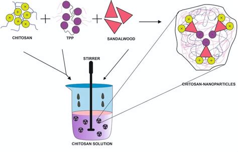 Chitosan Nanoparticles For Drug Delivery Download Scientific Diagram