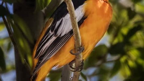 Rainbow Plumage Makes The Gouldian Finch One Of The World S Most